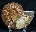 Stunning Inch Split Ammonite Pair #2614-4